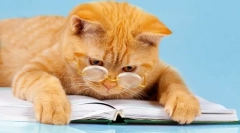 6 Zabavnih knjiga o avanturama mačaka: zajamčeno je dobro raspoloženje