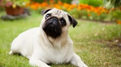 8 Pasmina pasa koji su brzo postali fatalni