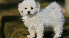 8 Pasmina pasa koji ne isporučuju neugodnosti čak ni u malom stanu