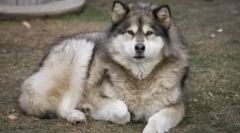 8 Psa koji nalikuju huskyju