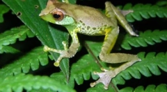 9 Nove vrste životinja pronađenih u većem području mekong