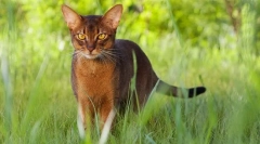 Abysinian cat (foto): um, milost i radoznalost