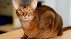 Abysinian cat