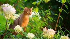 Abysinian cat (foto): sveta životinja faraona u vašem domu