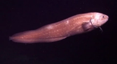 Konosulus, pseudoliparis i skele