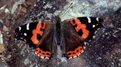 Admiral red canary