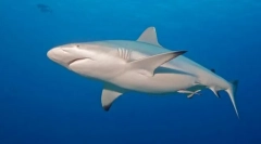 Morski pas grey reefova