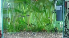 Akvarijum to učini sami