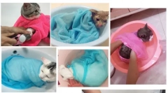 Aliexpress.com - izbor zanimljivih proizvoda za pse i mačke