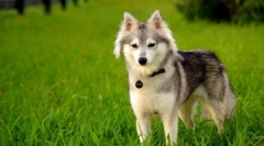 Alaskan kli-kai (foto): mini-husky sa spitz likom