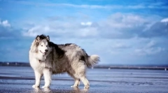 Alaskan malamut (foto): impresivni pas za aktivne porodice