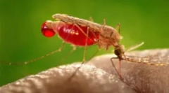 Alergija u komarce zalogaj