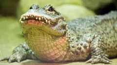 Alligator kinezi