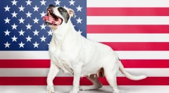 Američke pasmine pasa