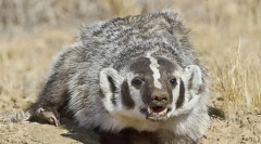 American barsuk