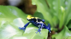 Amfibija. Izgradnja i karakteristike