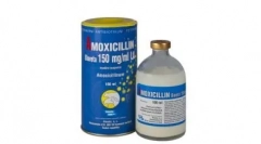 Amoksicilin za mačke: svjedočenje, shema prijema i ostale važne bodove