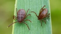 Krvni test za borreliozu i encefalitis