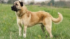 Anatolian karabash