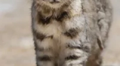 Anda cat - južnoamerički lociodator