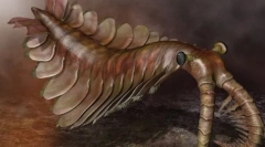 Anacaris