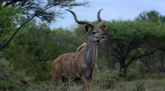 Antelope kuda