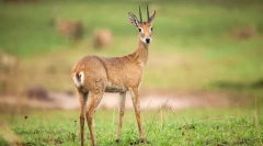 Antelope orbi