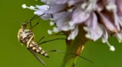 Anti protiv komaraca od komaraca