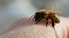 Apitelapije ili liječenje bile bees