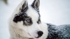 Arktički husky