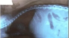 Ascites u mačkama: u čemu je problem