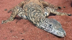 Australijski gigant varan