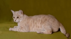 Australian mist: misty cat