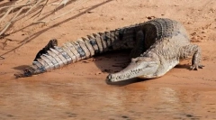 Australijski slatkovodni krokodil