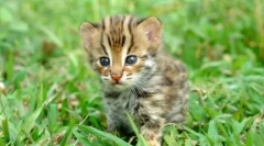 Azijska leopard mačka: muzika tropical hunter