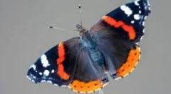 Admiral butterfly: opis i stil života