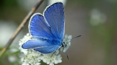 Leptir golubanka