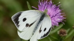 Leptir kupus