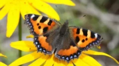 Butterfly utility: opis i stil života