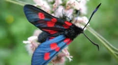 Leptir pestryanka