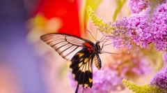 Leptiri i njihov životni stil