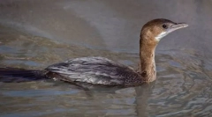 Cormorant maly