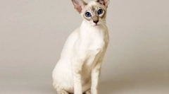 Balineska mačka (balinese, balinese)