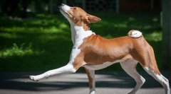 Basenji (foto): tihi lovac, veseli i energični prijatelj