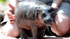 Hippo dwarf