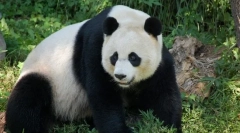 Bijela panda