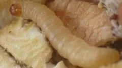 Bijeli crvi u kuhinji kod kuće