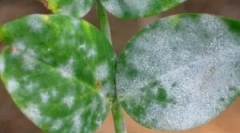 Bijeli raid na kućne prestaje i načine za rješavanje toga