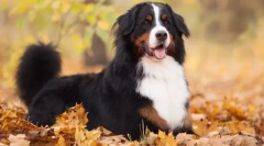 Bernski zennnhund