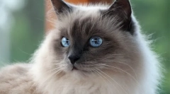 Burmase cat (foto): budistički hramovi holy guard